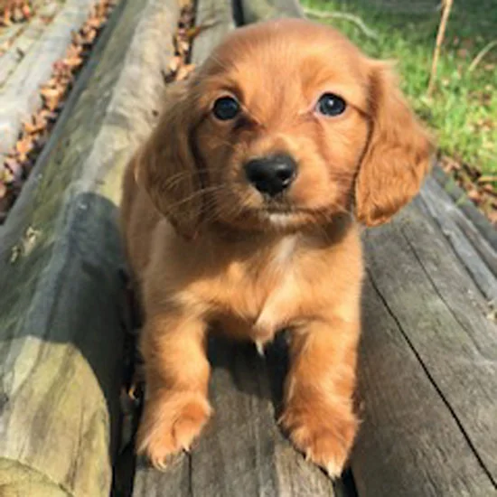 Miniweeniedogs CKC Long Haired Red Male