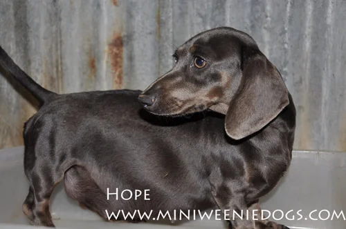 Miniweeniedogs Hope