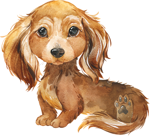Miniature Dachshund Puppies-miniweeniedogs