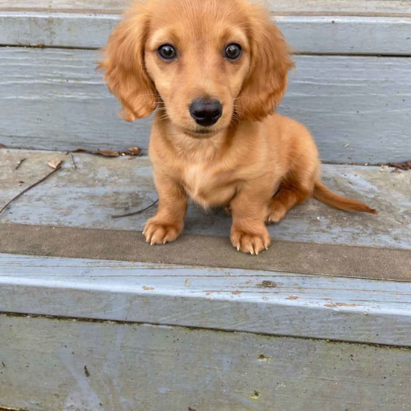 Beautiful Miniature Dachshunds