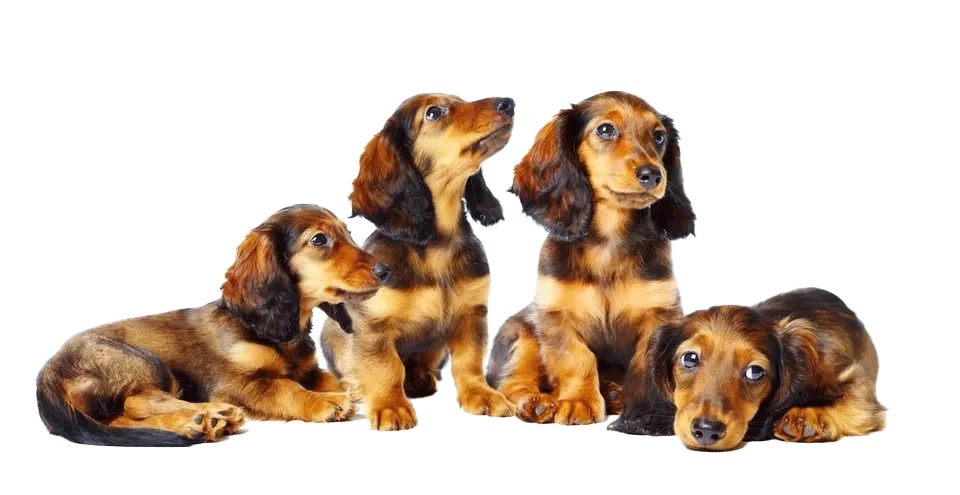 Miniature-Dachshund-Puppies