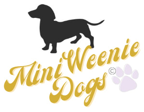 minidachshund logo