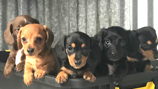 miniweeniedogs puppy group
