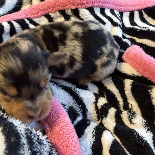 Male Miniature Dachshund