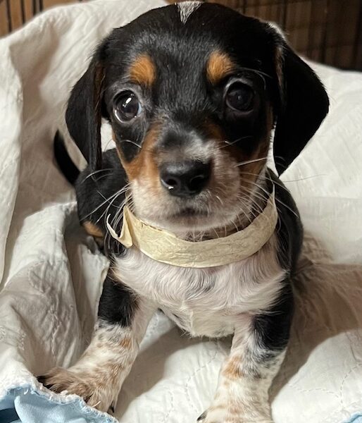Male Miniature Dachshund