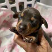 Male Miniature Dachshund Puppy