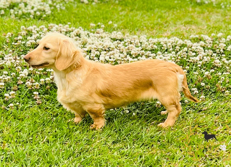 Miniature dachshund long hair cream