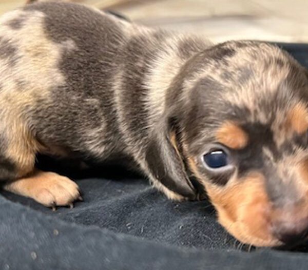 Short hair blue dapple dachshund