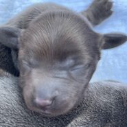 solid blue female dachshund