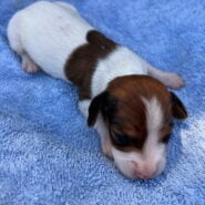 Male Miniature Dachshund Puppy
