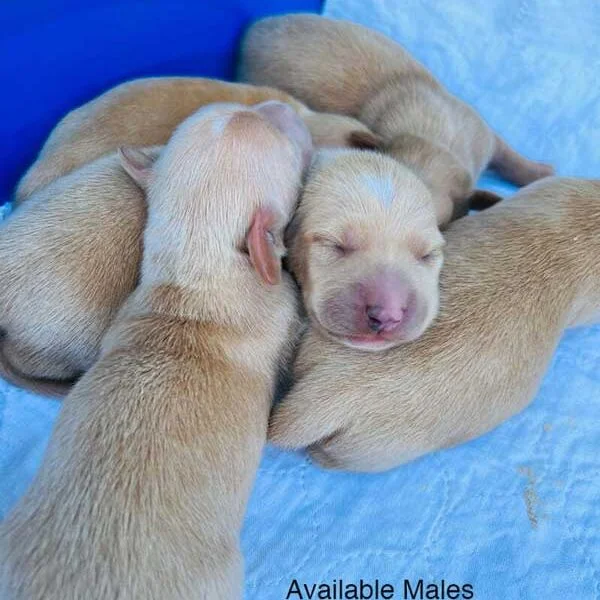 Miniweeniedogs - cream males