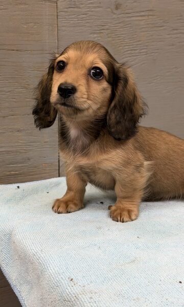 Long hair miniature dachshund