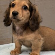 Long hair shaded cream female