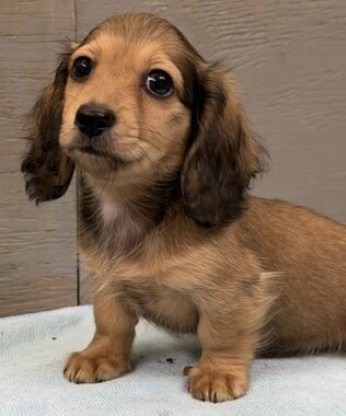Long hair shaded cream female