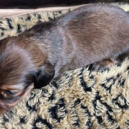 Miniature Dachshund long hair red