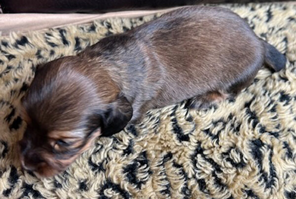 Miniature Dachshund Puppy