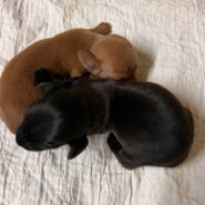 short hair male dachshunds