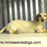 Sandy is a beautiful short hair miniature dachshund piebald. Piebald is what her pattern is considered.