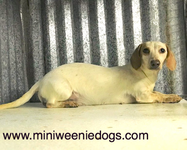 Female Miniature Dachshund Puppy