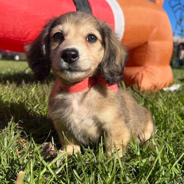 Long hair cream mini dachshund