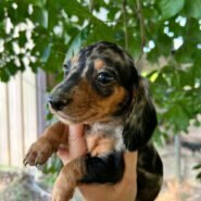 Short hair dapple dachshund
