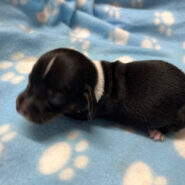 Male Piebald Miniature Dachshund Puppy