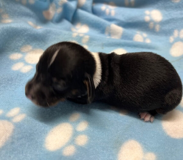 Male Piebald Miniature Dachshund Puppy