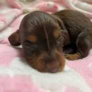 Long Hair Miniature Dachshund Puppy Available