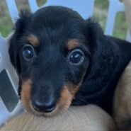 Long hair black/tan female mini dachshund