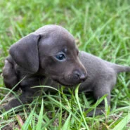 Short hair blue miniature dachshund
