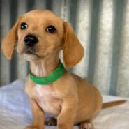 male miniature dachshund