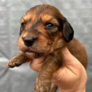 long hair female miniature dachshund