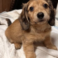 Long hair cream dachshund