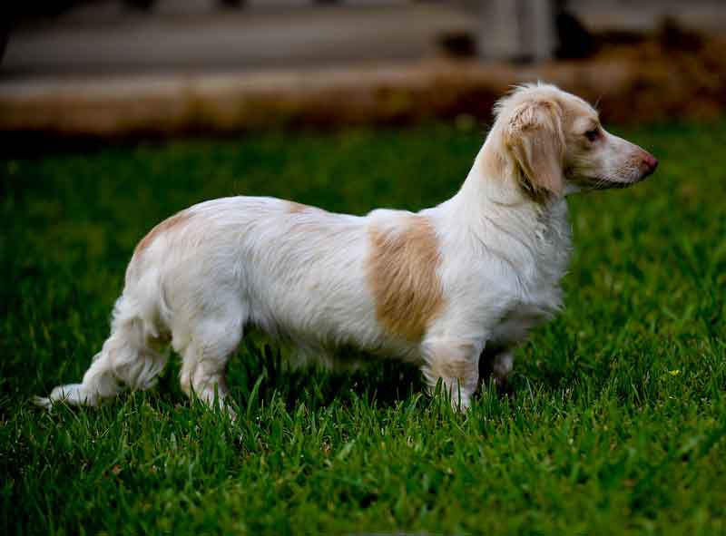 Gypsy long hair dachshund