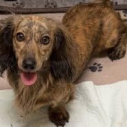 cream brindle long hair dachshund