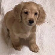 Beautiful clear cream long hair miniature dachshund