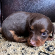 Long hair chocolate/tan female dachshund