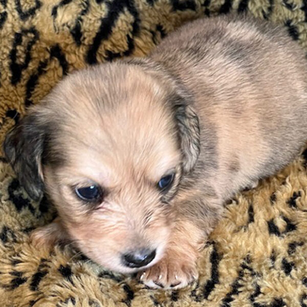 Long hair dapple miniature dachshund puppy