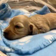 Long hair cream male miniature dachshund puppy