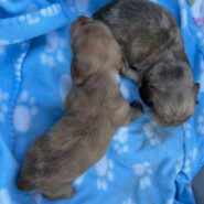 Long hair dapple dachshund puppies