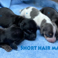 male miniature dachshund puppies