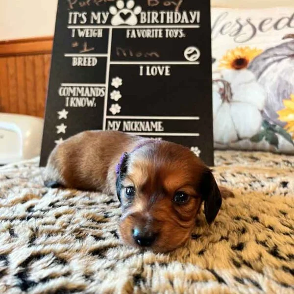 Female Miniature Dachshund Puppy
