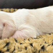 Long hair cream piebald miniature dachshund puppy