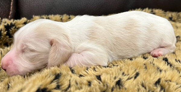 Long hair cream piebald miniature dachshund puppy