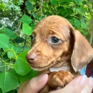 Short hair chocolate dapple miniature dachshund puppy