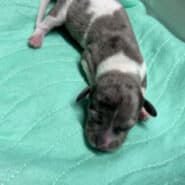 Long hair silver dapple