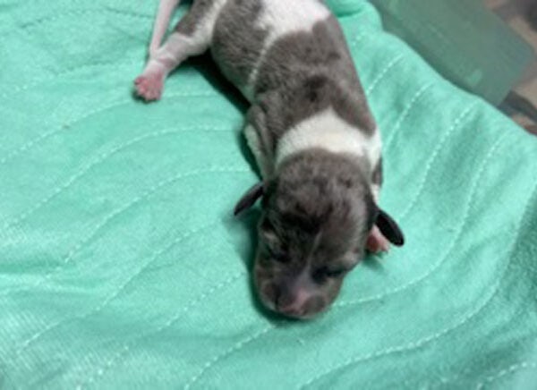 Long hair miniature dachshund puppy