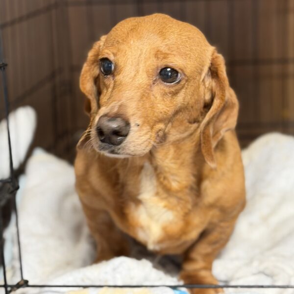 Adults Dachshund For Sale