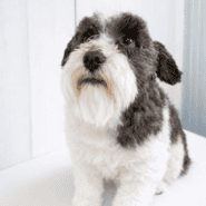 Charlie the miniature Schnauzer