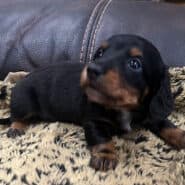 Long hair black and tan dachshund
